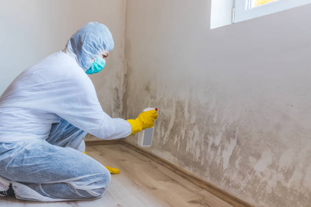 Licensed Basement Mold Remediation service in Comanche, TX - 24 Hour Mold Removal