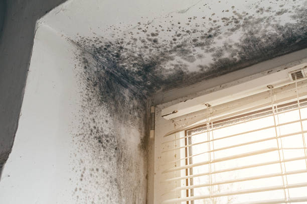 Affordable Basement Mold Remediation solutions in Comanche, TX